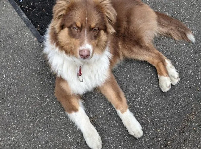 Centre Le 4 Apartment *